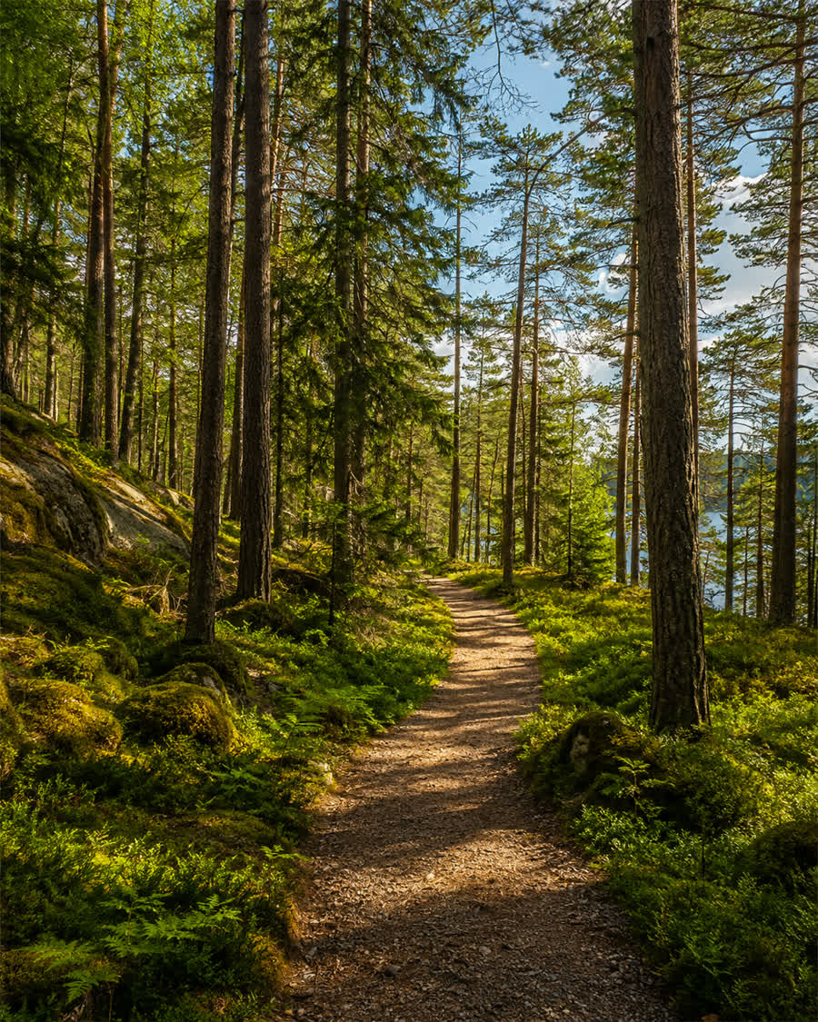 Sonniger Waldweg durch Kiefernwald in Småland, Stimmungsbild