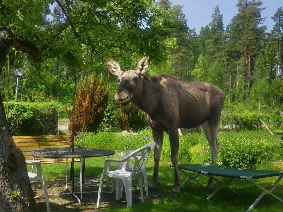 Matilda, die zahme Kuh, im Garten von Ullevi