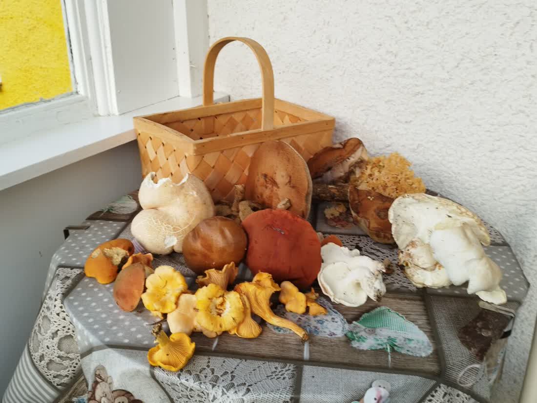 Pilze im Wald bei Totebo