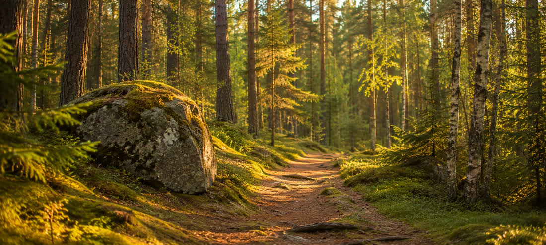 Sonnendurchfluteter Waldpfad in Småland, Stimmungsbild